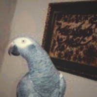 ghazaleh t