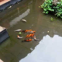 Divya Nicola D Souza