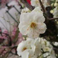 赵华军