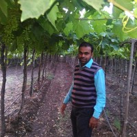 Chandan Mule
