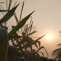 Dharmatheja Mv