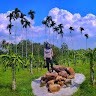 Desy Echy