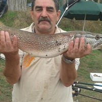 dumitru stoiana