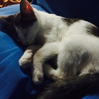 Muhd Fitri Fitri Wahid