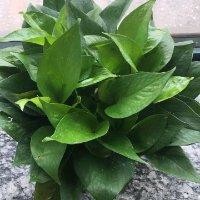 谢发军