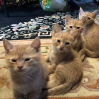 Iyanzo Craig-Adetola