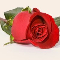 Miguel Reflorestamento