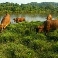 吴华荣