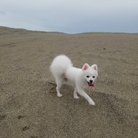 高海燕