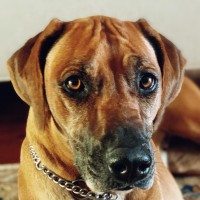 Gamila Ridgeback