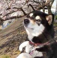 王若耶