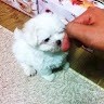 오기영
