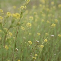 سهیلا جباری