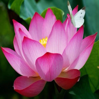 Teh Poh-Lian