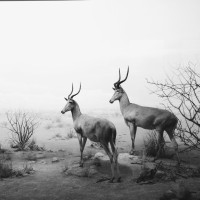 Patrick Lopez Jaimes