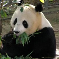黄佳苔