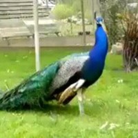 Raja D