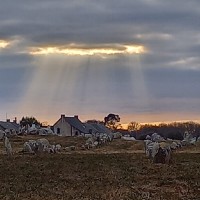 Alignements Carnac Cmn