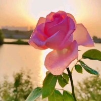 Amara Javed