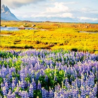 Cristina Fonseca-Borsberry CeMAP