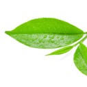 Leaf Digital Marketing