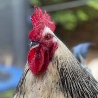 Peep The Chicken