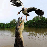 shanicky johecnika shanicky