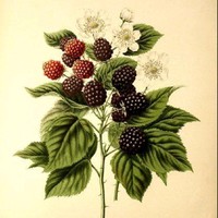 Viktoria Arbiol Pietzner