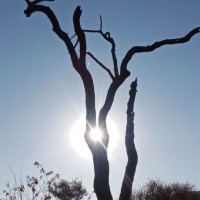 Pieter Arendse-Jones