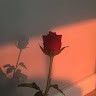Lily Carden