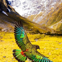 alireza dashtbozorgi