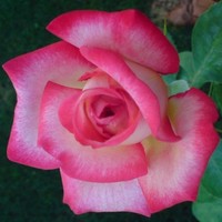 R.Padma Raj