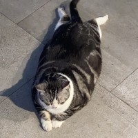 张承炫