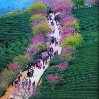连晓燕