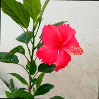 Dinesh Balaji S