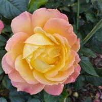 Lalao Félicie Bezara Rasoanandrasana