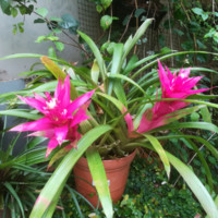 フィンごとくフー