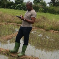 Bisi Ilebani