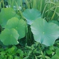 卢生田