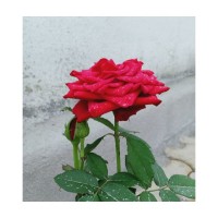 Sayali S.