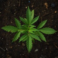 Herbal Hemp