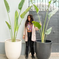 Sofia Catalán