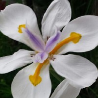 María Guadalupe Perez Montoya