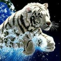 崔树政
