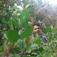 Golok Bihari