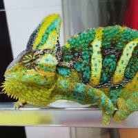 胡少玉