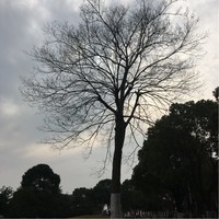 吕荣华