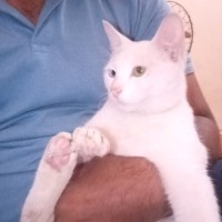 Moiz Ali Gillani Moiz