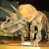 Tricera Tops
