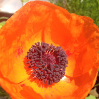 Claire Basten was Hind